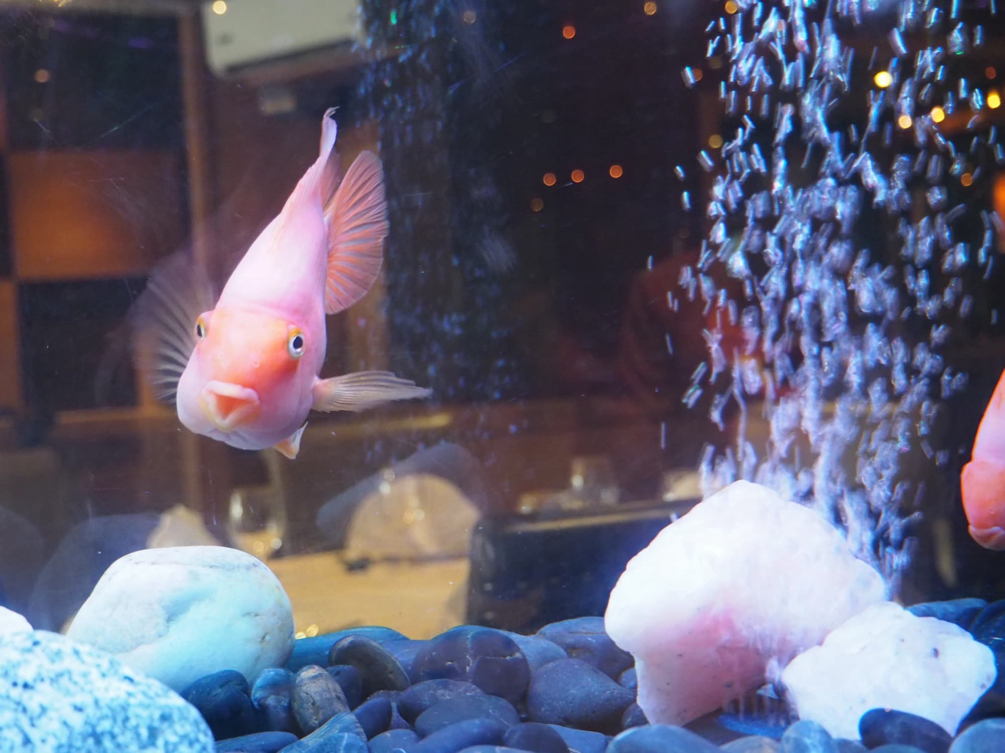 The aquarium feature in the dining room